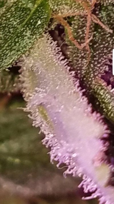 Screenshot_20191224-084557_Gallery.jpg
