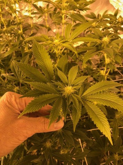 ec-targets-for-2-weeks-into-flower.jpg