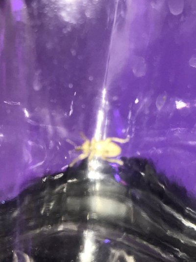 just-another-bug-identification-2.jpeg