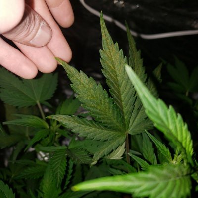 Sick plants