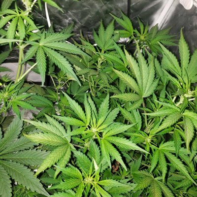 Sick plants