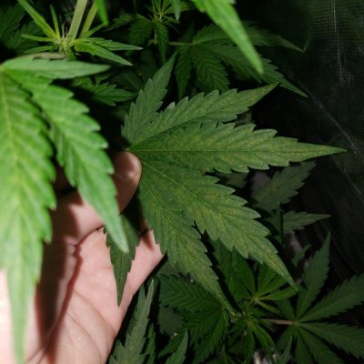 Sick plants