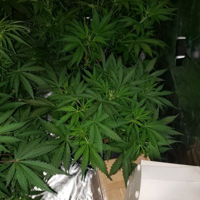 Sick plants