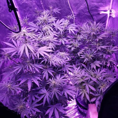 Sick plants