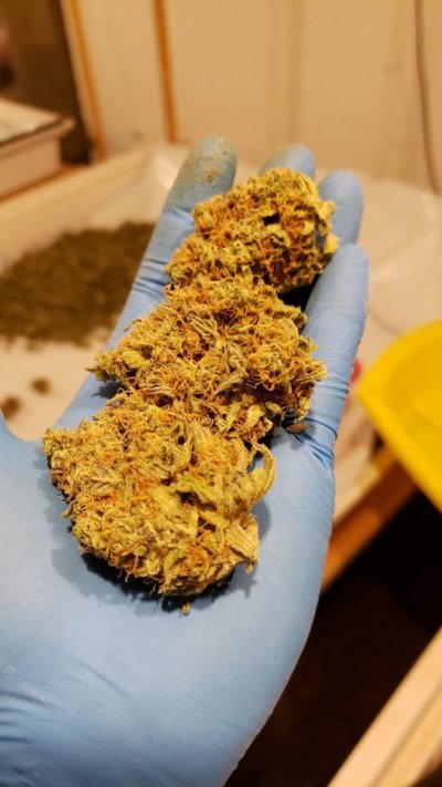 Karma Genetics  Headbanger / Mr D0p3sauce Grow Blog =]
