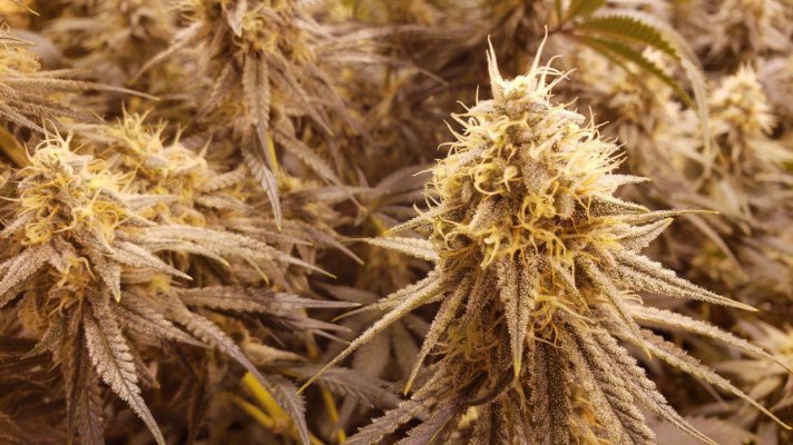 Karma Genetics  Headbanger / Mr D0p3sauce Grow Blog =]