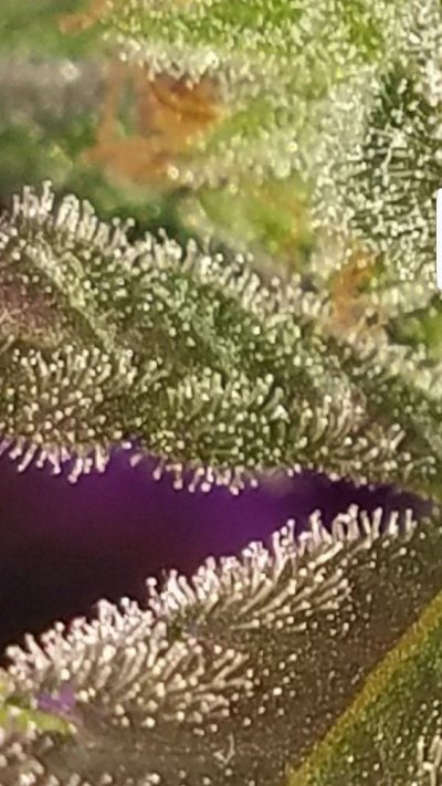 Screenshot_20191227-042723_Gallery.jpg