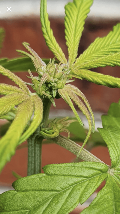 new-grower-nz.png