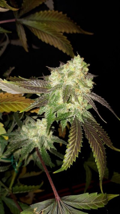 Bodhi Seeds Thread.