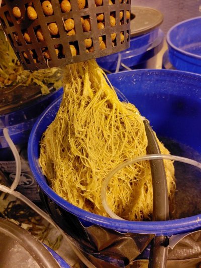 cant-get-ridbofbroot-rot-3.jpg