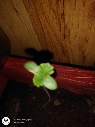 1st time growing HELP ME