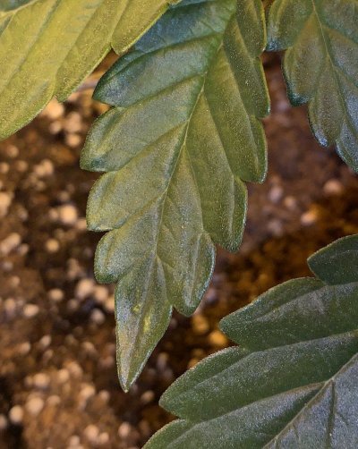 little-yellow-spots-on-leaves-4.jpeg