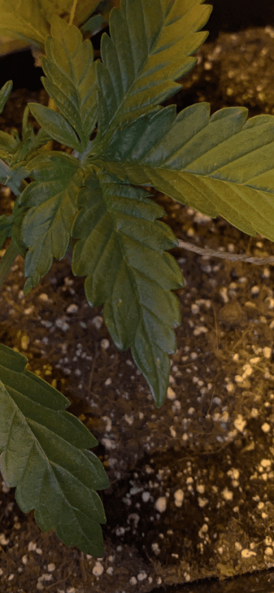 little-yellow-spots-on-leaves-5.png