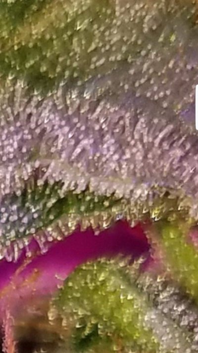 Screenshot_20191231-060728_Gallery.jpg