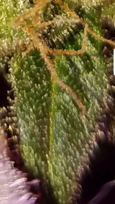 Screenshot_20191231-060751_Gallery.jpg