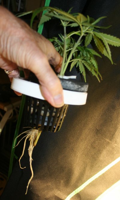 Can Air Pumps be Replaced and Other Cool Ideas to Amp Up your Hydro Grow