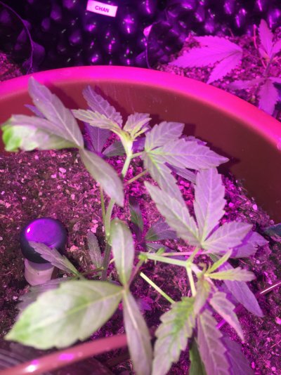 Mainlining - the beginning....
