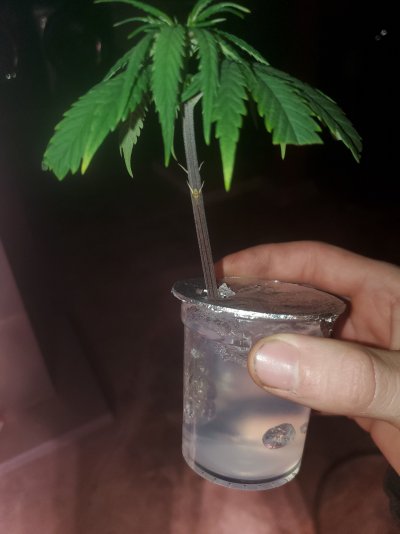 rooting-gel-cups.jpg