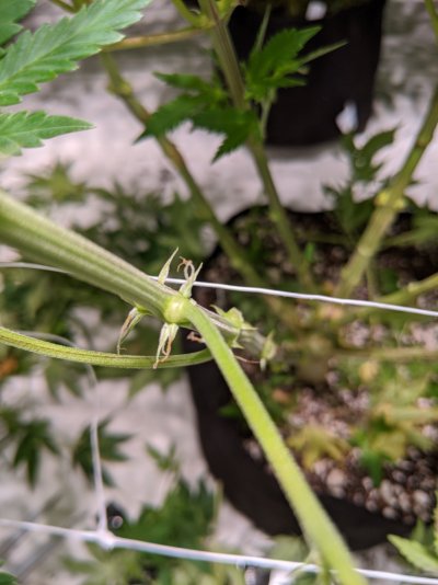 Browning pistils