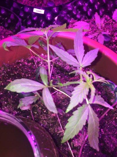Mainlining - the beginning....