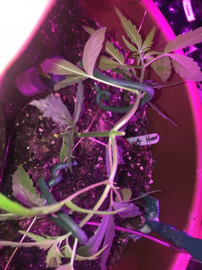 Mainlining - the beginning....