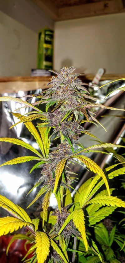 LSD-25 grow