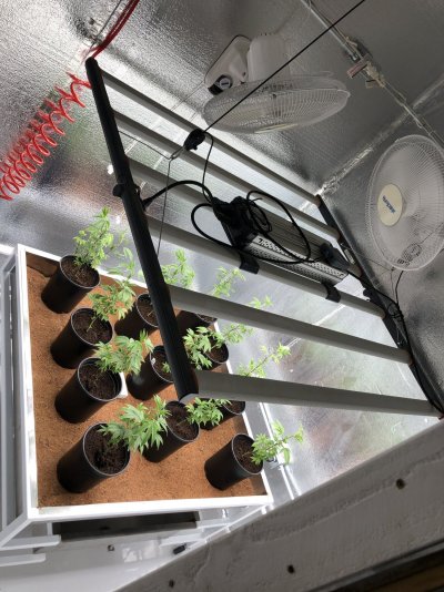 Sanitary 1 light Grow Room
