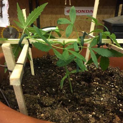 Mainlining - the beginning....