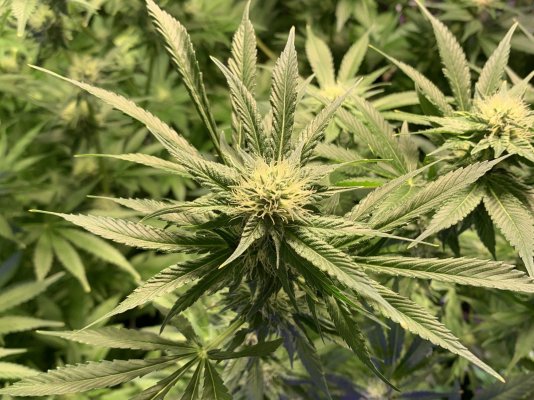 4th Week of Flower Gelato and Grand Daddy Black