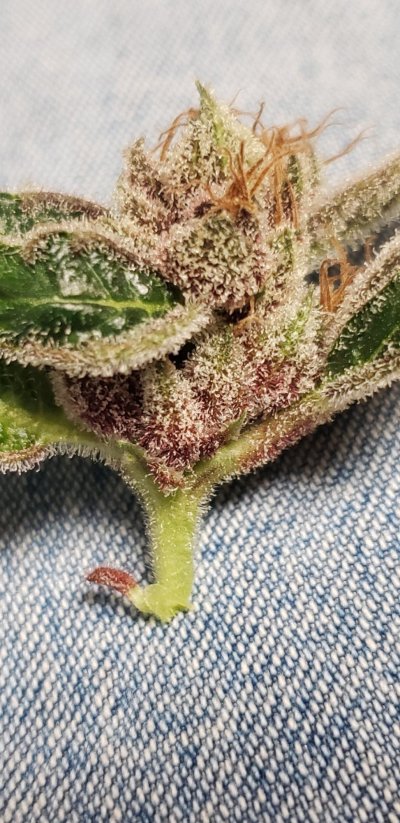 Let's See Your Frostiest Flowers