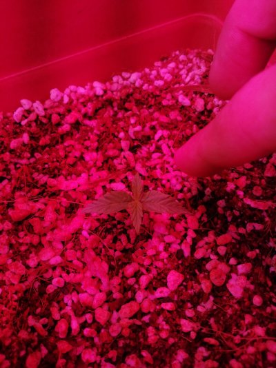first-grow-autoflowers-and-the-mediterranean-winter-5.jpg