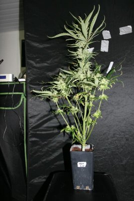FF's Pandora's Box grow