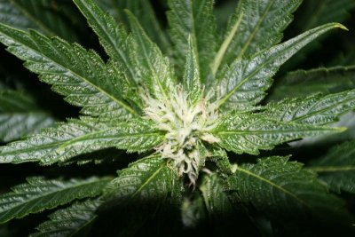 FF's Pandora's Box grow