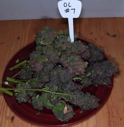 63-day-outlaw-genetics-urkle-dpd-1_8.jpg