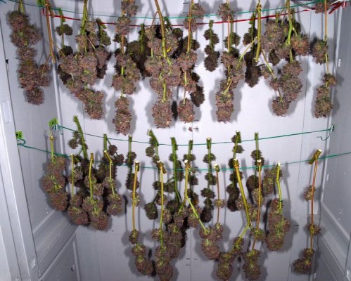 63-day-outlaw-genetics-urkle-dpd-1_9.jpg