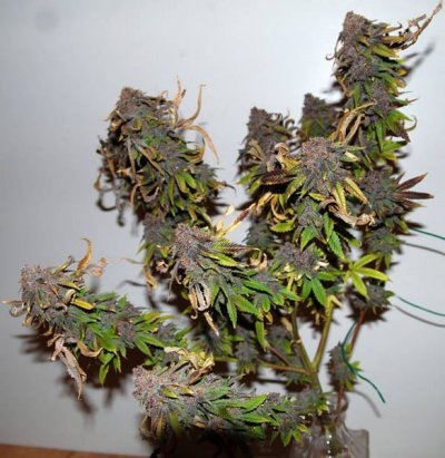 63_day_outlaw_genetics_urkle_dpd_1.JPG