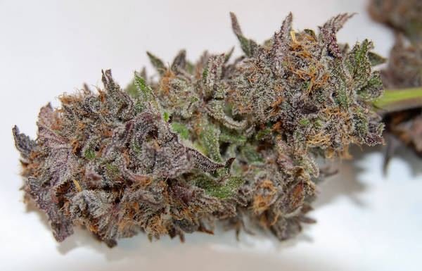 63_day_outlaw_genetics_urkle_dpd_1_2.JPG