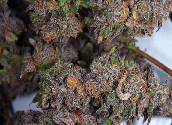 63_day_outlaw_genetics_urkle_dpd_1_3.JPG