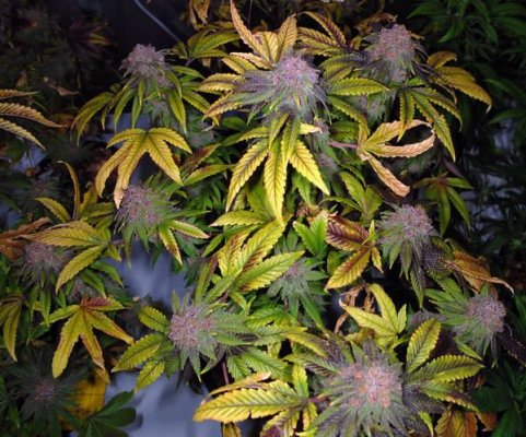 outlaw_genetics_urkle_dpd_day_541_3.JPG