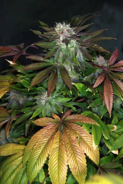 outlaw_genetics_urkle_x_dpd_day_451_6.JPG