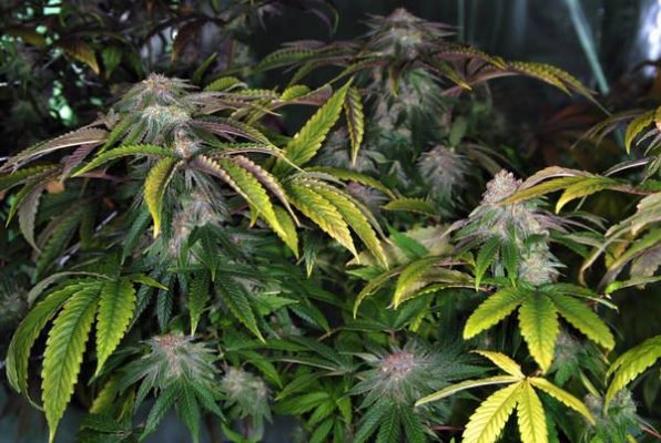 outlaw_genetics_urkle_x_dpd_day_451_8.JPG