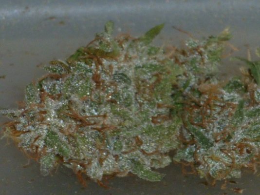 Green Kush closest.JPG