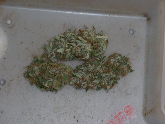 Green Crack.JPG