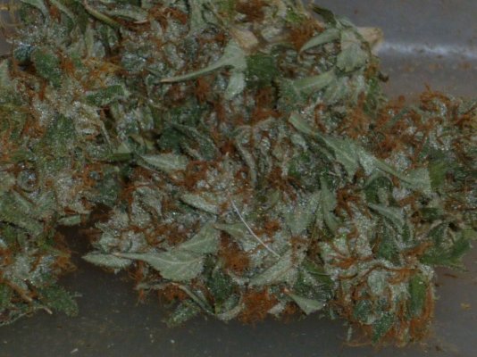 Green Crack closer.JPG