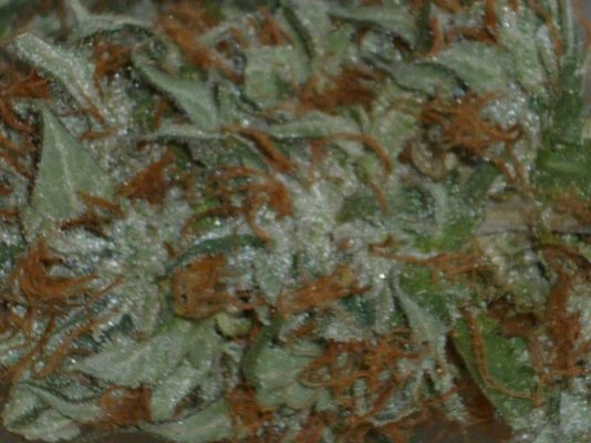 Green Crack closest.JPG