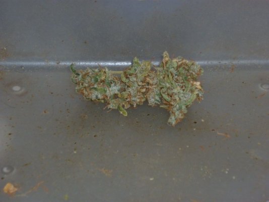 Sweet Skunk.JPG
