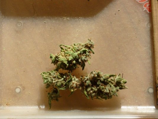 Green Kush no flash.JPG