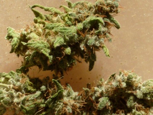 Green Kush flash closer.JPG