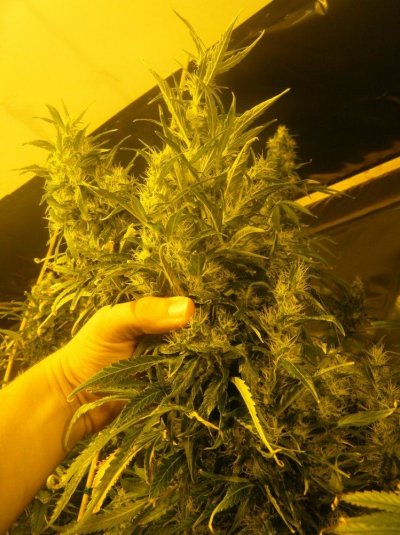 northern_lights_day53.jpg