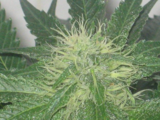 wb day29f a.JPG